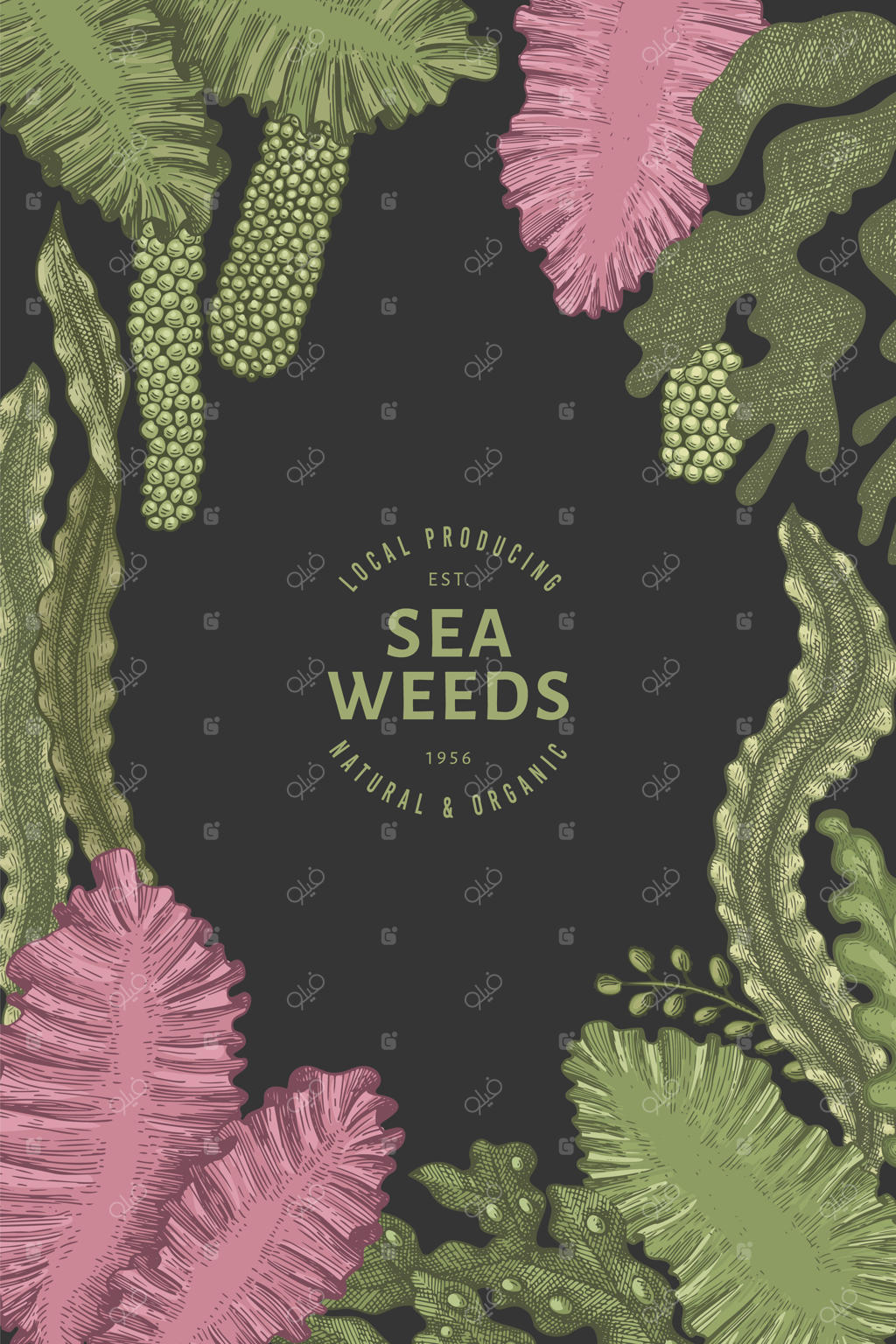 طرح رنگ جلبک دریایی. طراحی‌های دست‌کشیده جلبک‌ها روی زمینه تیره. نقاشی به سبک حکاکی شده.