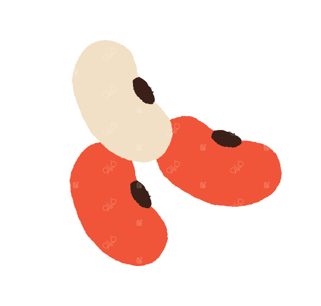 لوبیا قرمز: ترکیب حبوبات خام. دانه‌های گیاهی برای گیاهخواران. غذای پروتئینی سالم و طبیعی. تصویرسازی مسطح از سبزیجات روی پس‌زمینه سفید.