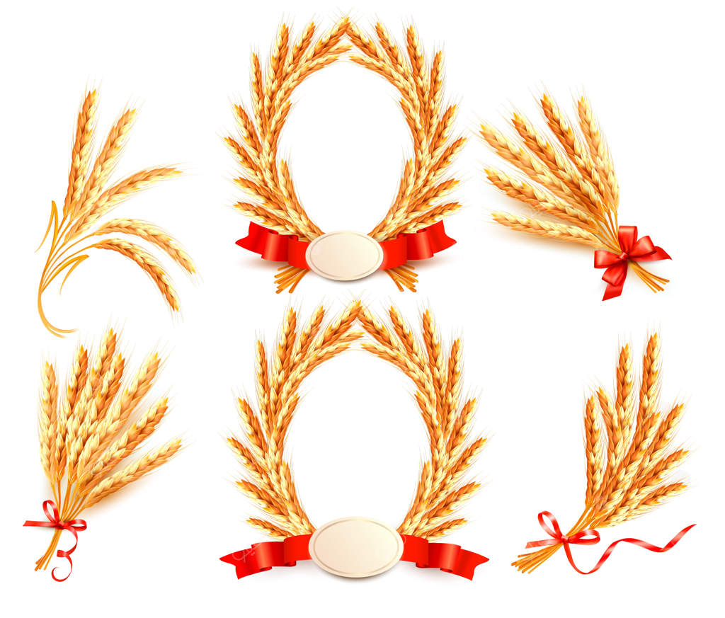 مجموعه بزرگی از گندم‌ها. تصویرسازی.