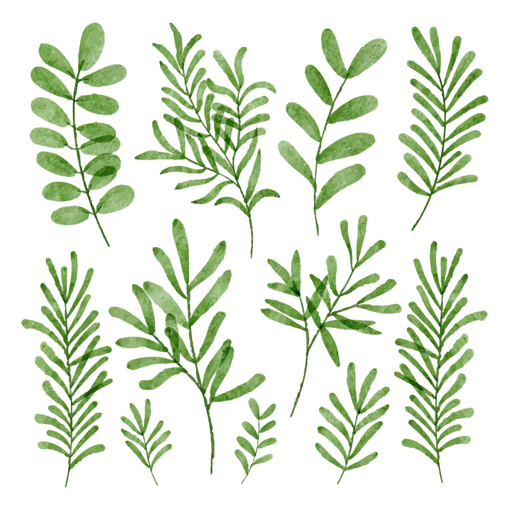 مجموعه‌ای از دسته‌گل‌های آبرنگی زیبا و عناصر گیاهی آبرنگی