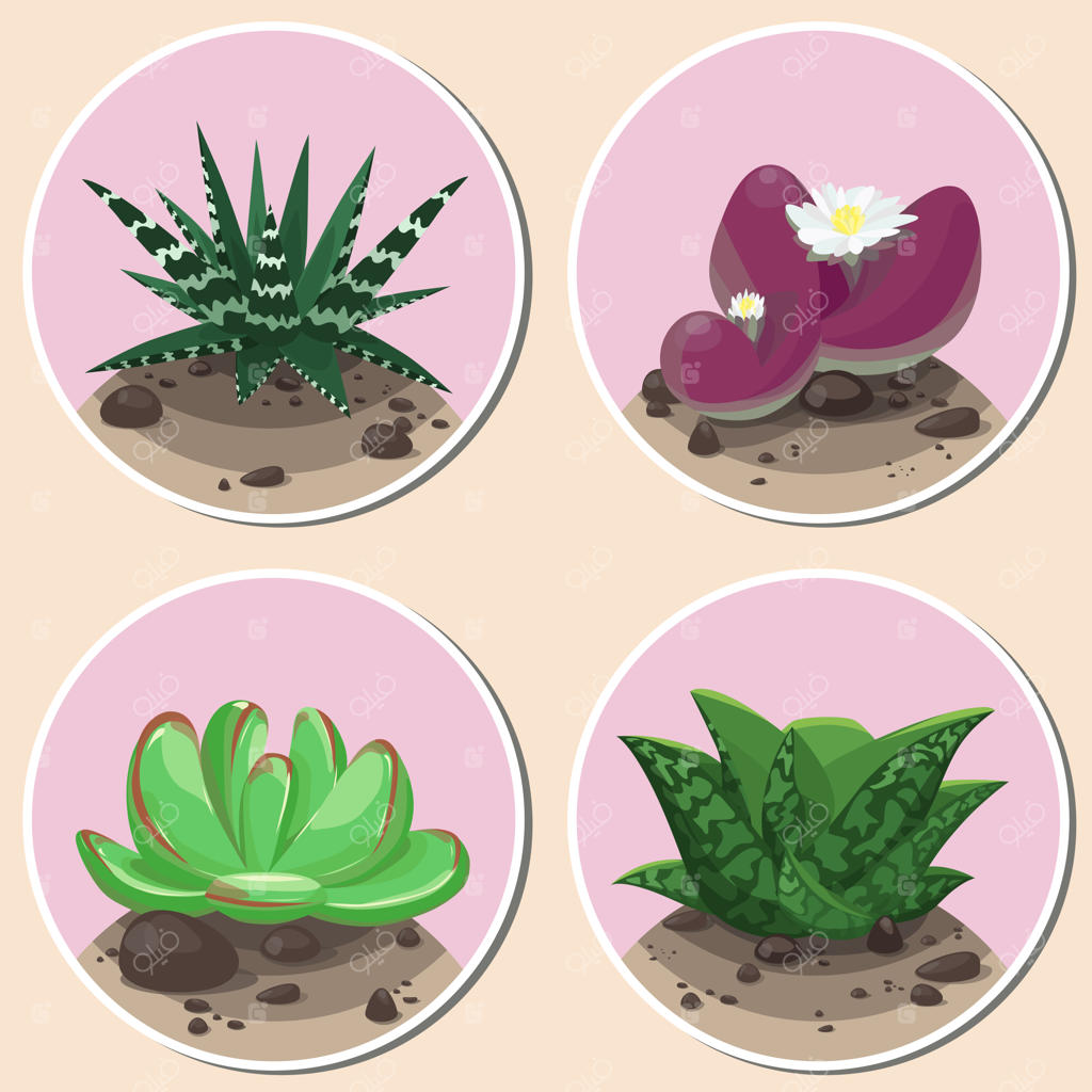 مجموعه استیکرهای وکتوری با طرح ساکولنت‌ها