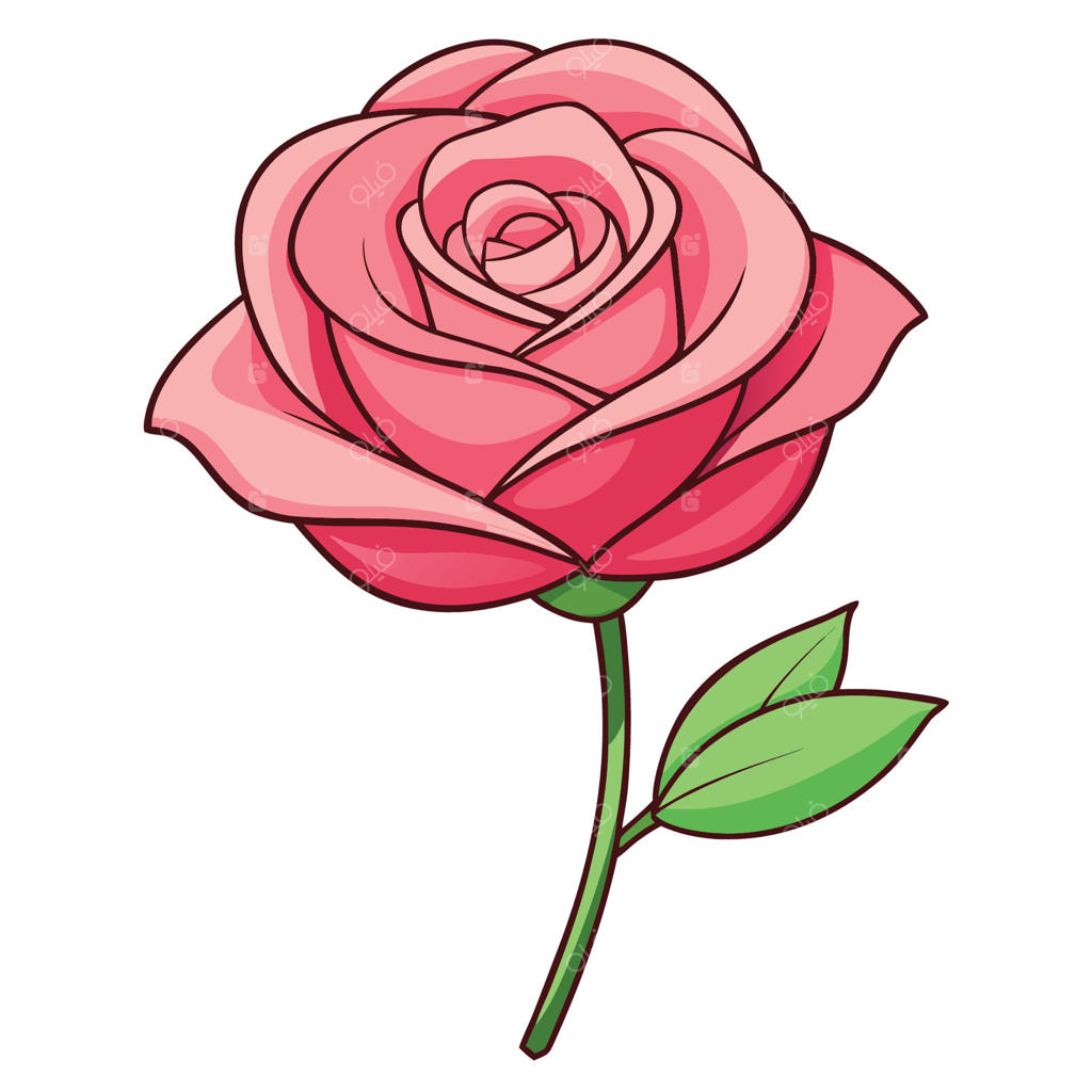 تصویر گل رز نرم بر روی پس‌زمینه سفید