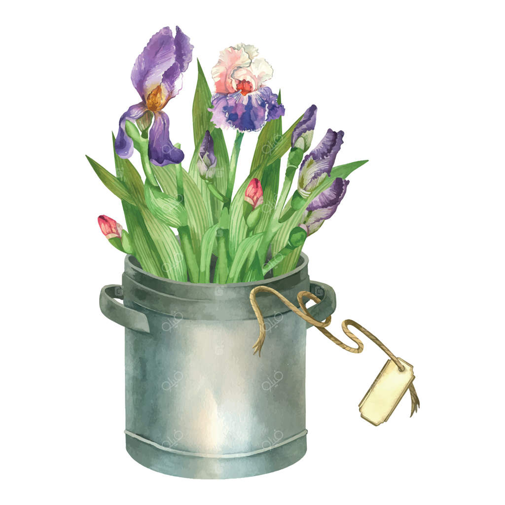 چیدمان گل، زنبق‌های بنفش و صورتی، غنچه‌ها، برگ‌ها در گلدانی با برچسب. باغچه گل، تزئینات باغ. همه اشیا با آبرنگ دست‌ساز هستند. مناسب برای چاپ بر روی کارت‌پستال‌ها و برچسب‌ها.