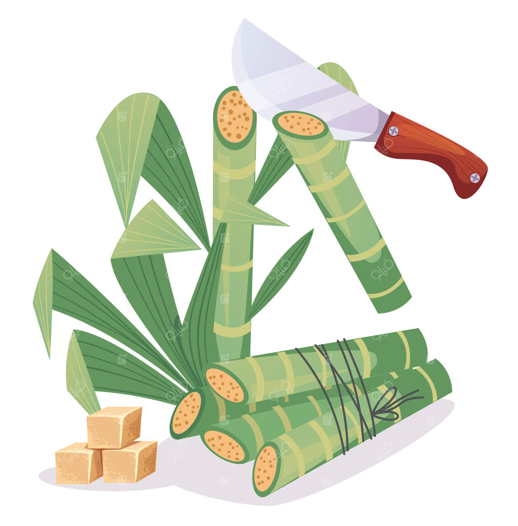 طرح مفهومی عنصر طراحی نیشکر؛ تصویرسازی کارتونی عنصر طراحی نیشکر