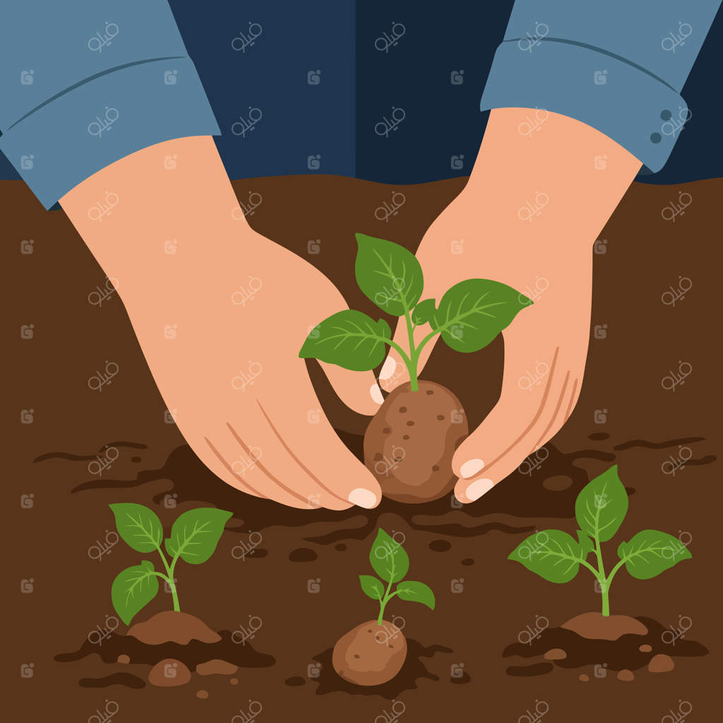کاشت سیب‌زمینی جوانه‌زده در خاک برای باغچه خانگی