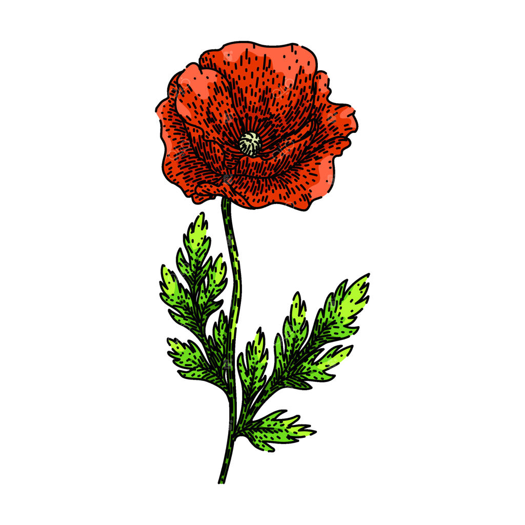 طرح دستی از گل شقایق در باغچه