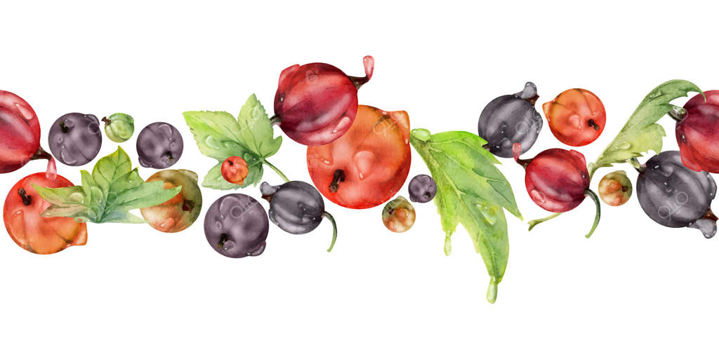 انگور فرنگی و برگ‌ها با قطرات شبنم روی آب نقاشی شده با آبرنگ، میوه‌های رسیده باغ. بنر گارلند یکپارچه و جدا. مرباهای خانگی، کاتالوگ پارچه، دکور فروشگاه مواد غذایی، کتاب آشپزی.