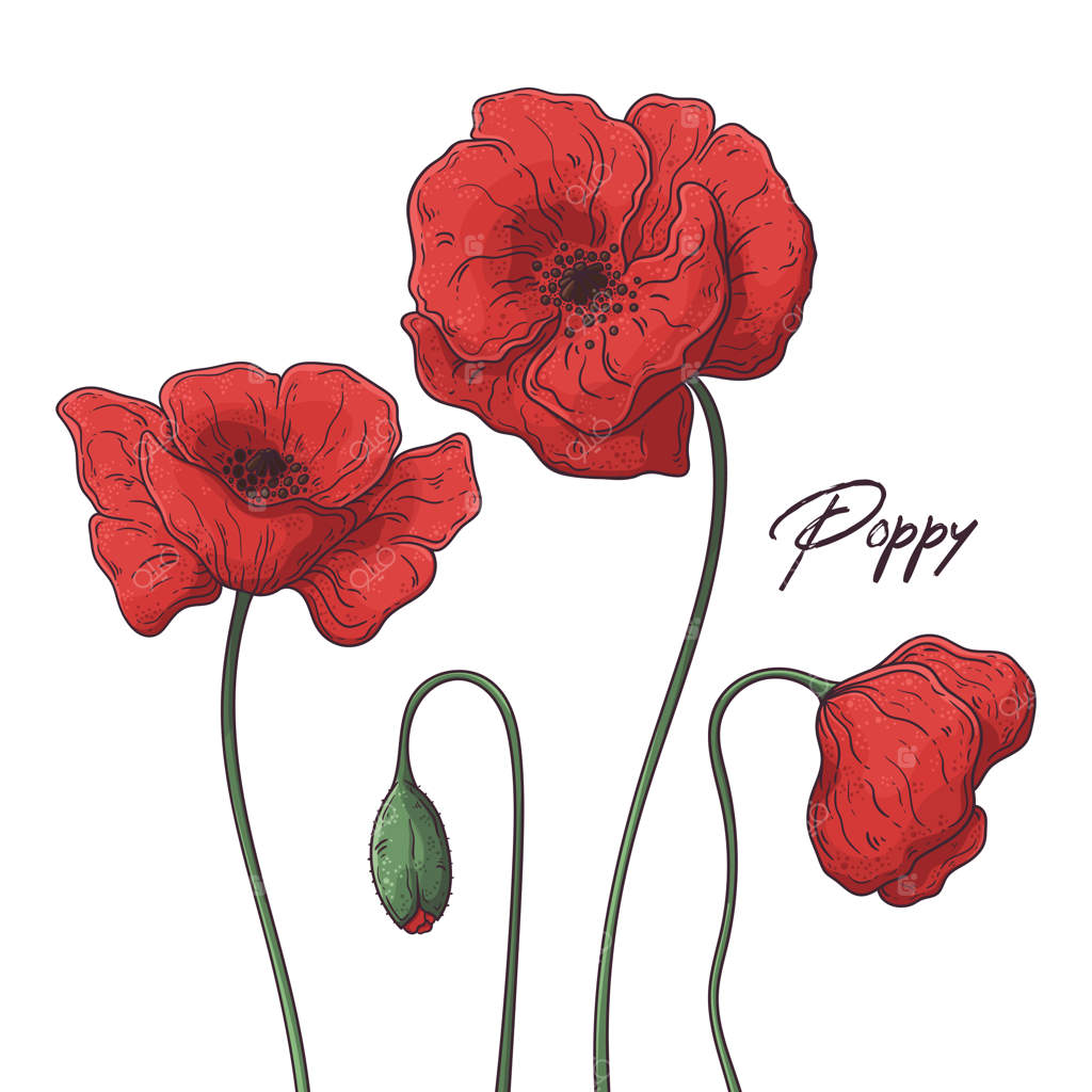 تصاویر گیاه‌شناسی گل‌ها: شقایق‌ها