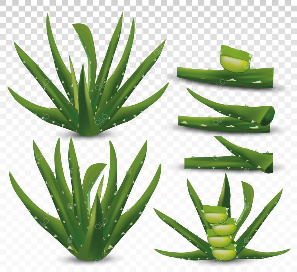 آلوئه‌ورا تازه بر روی پس‌زمینه شفاف: مجموعه آلوئه‌ورا سبز. داروی گیاهی. آلوئه‌ورا، یک کاکتوس از نزدیک. تصویر برداری وکتور