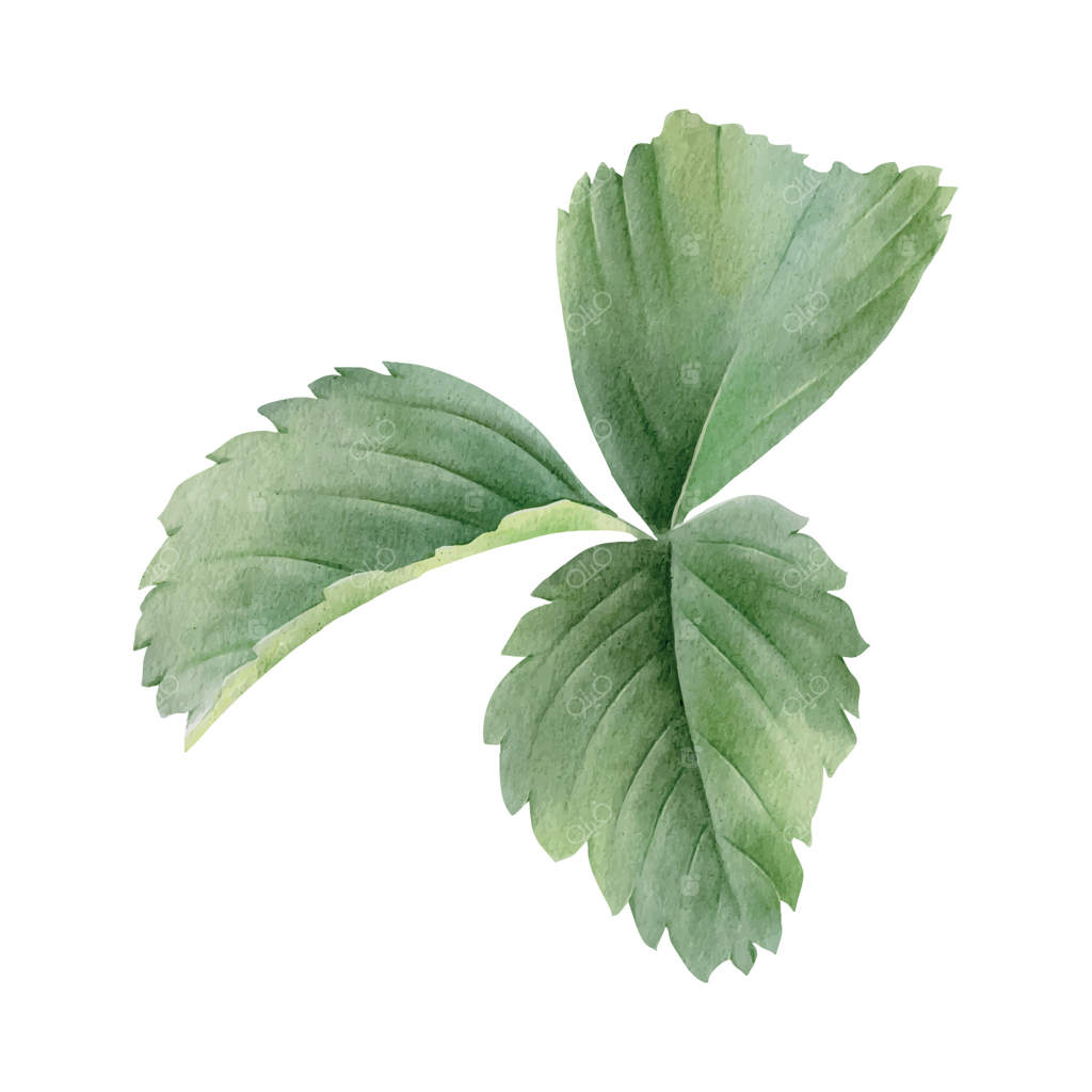 برگ سبز توت‌فرنگی با آبرنگ - تصویر دست‌کشیده گیاه باغچه‌ای. عنصر گیاهی برای بسته‌بندی، محصولات آرایشی، باغبانی، کارت‌ها و طراحی عروسی