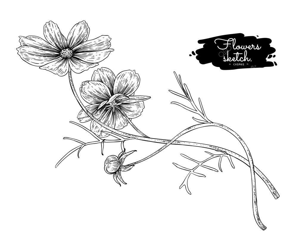طرح مجموعه گل‌های گیاهی، نقاشی‌های گل کاسموس.