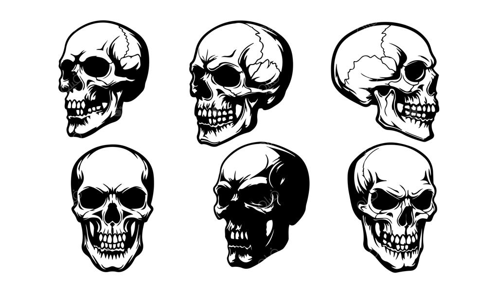 مجموعه وکتور جمجمه با طراحی آناتومی و وینتیج؛ طرح‌های تک‌رنگ و ترسناک مناسب هالووین
