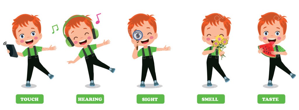 مفهوم پنج حس با اعضای بدن انسان