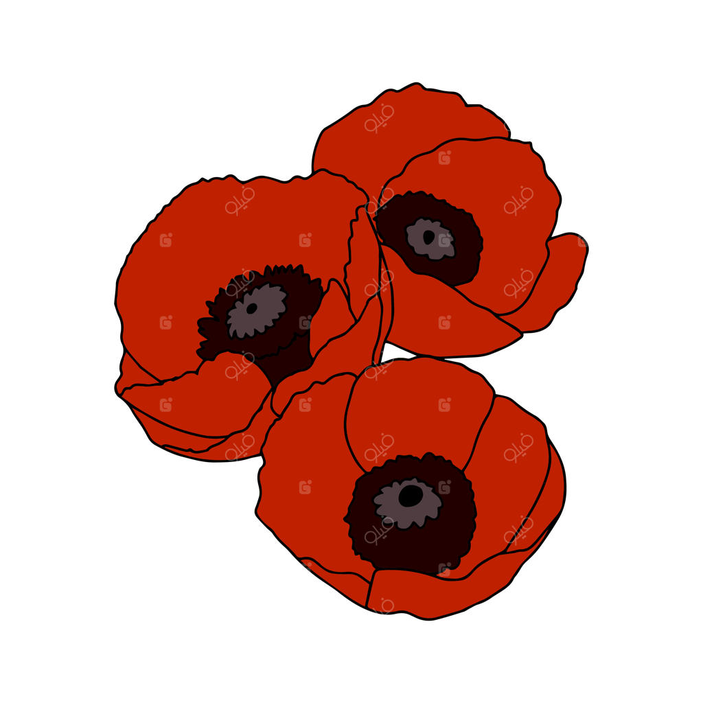 تصویرسازی وکتور شقایق‌های سرخ بزرگ در پس‌زمینه سفید، طرح تابستانی