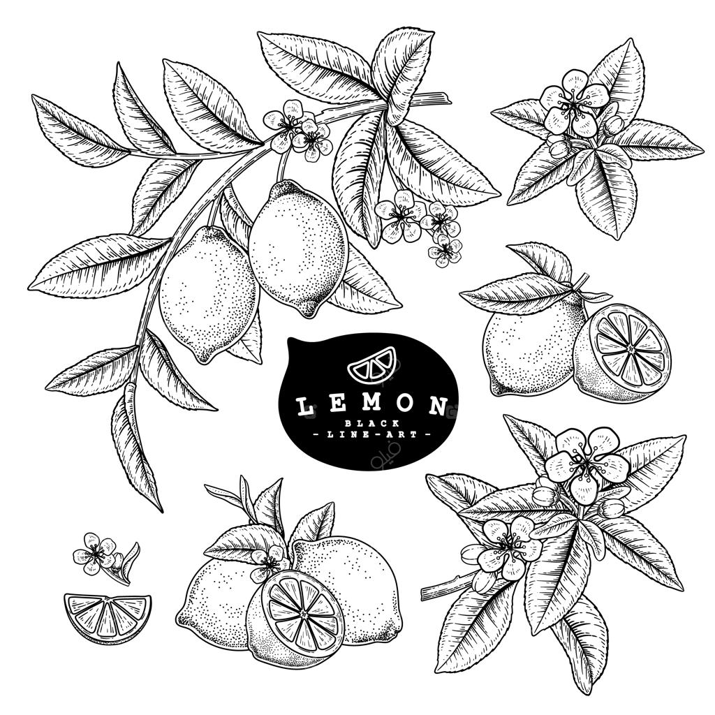 طرح تزیینی از میوه‌های مرکبات. لیمو. نقاشی‌های گیاهی دستی. سیاه و سفید با خطوط هنری بر روی پس‌زمینه سفید. ترسیم میوه‌ها. عناصر سبک قدیمی.
