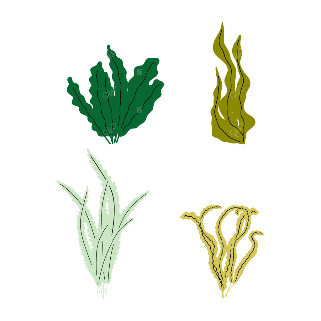 تصویرسازی وکتور مرجان و جلبک دریایی به سبک اسکاندیناوی
