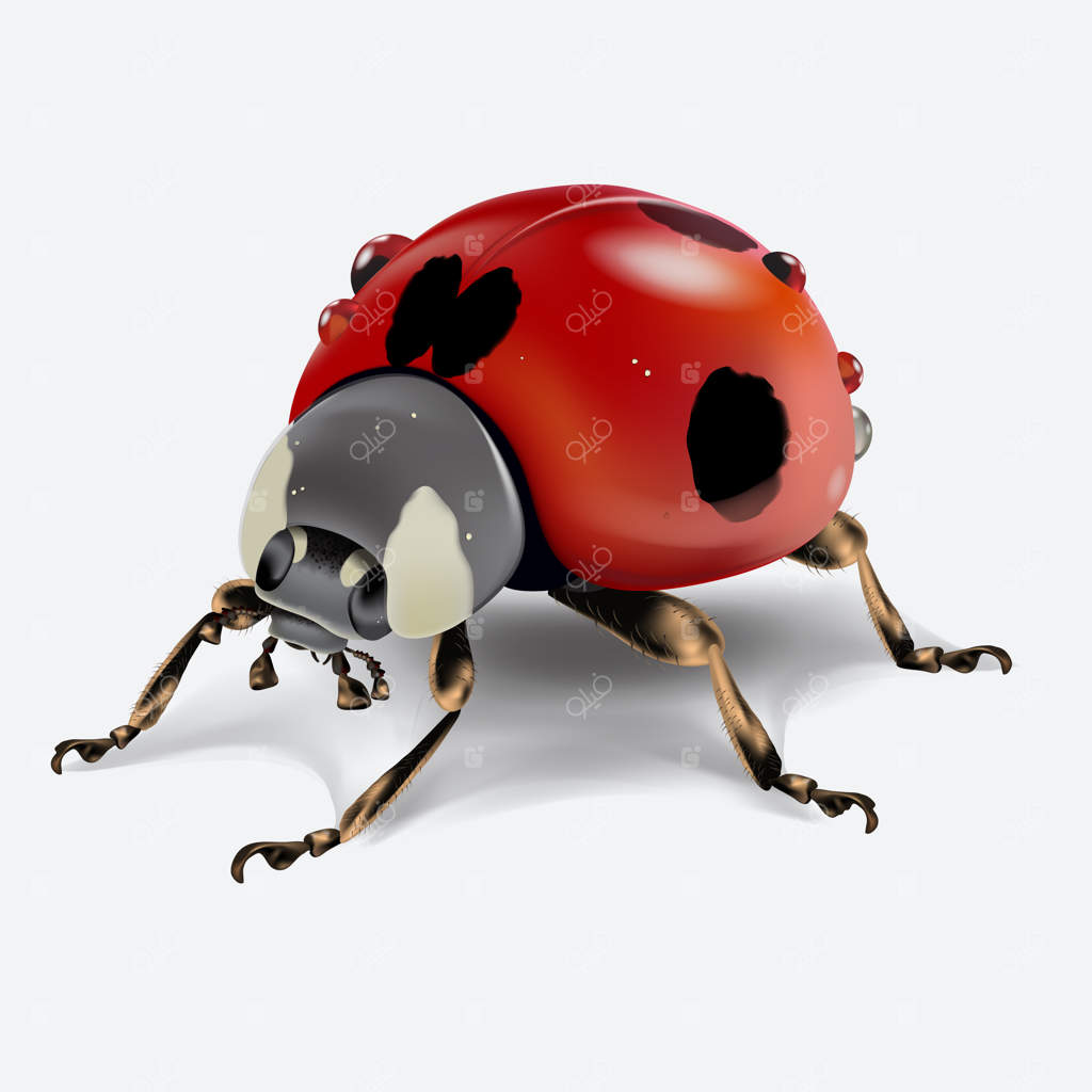 تصویر واقع‌گرایانه کفشدوزک بر روی پس‌زمینه سفید. تصویر ماکروی یک حشره.