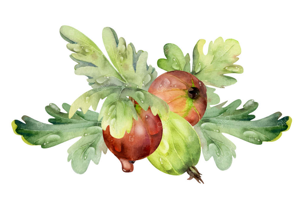 برگ‌های انگور فرنگی در شبنم آب، دانه‌های رسیده در باغچه همچون توت سیاه کاسیا و جستبری به تصویر کشیده شده با آبرنگ. تصویرسازی گیاهی مجزا. مناسب برای منوی رستوران، کافه و بازار کشاورزان.