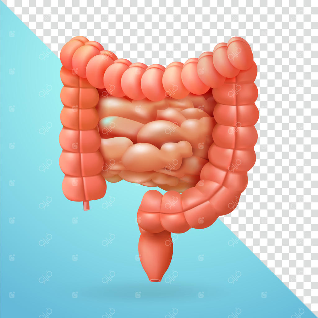 روده، عناصر سه‌بعدی