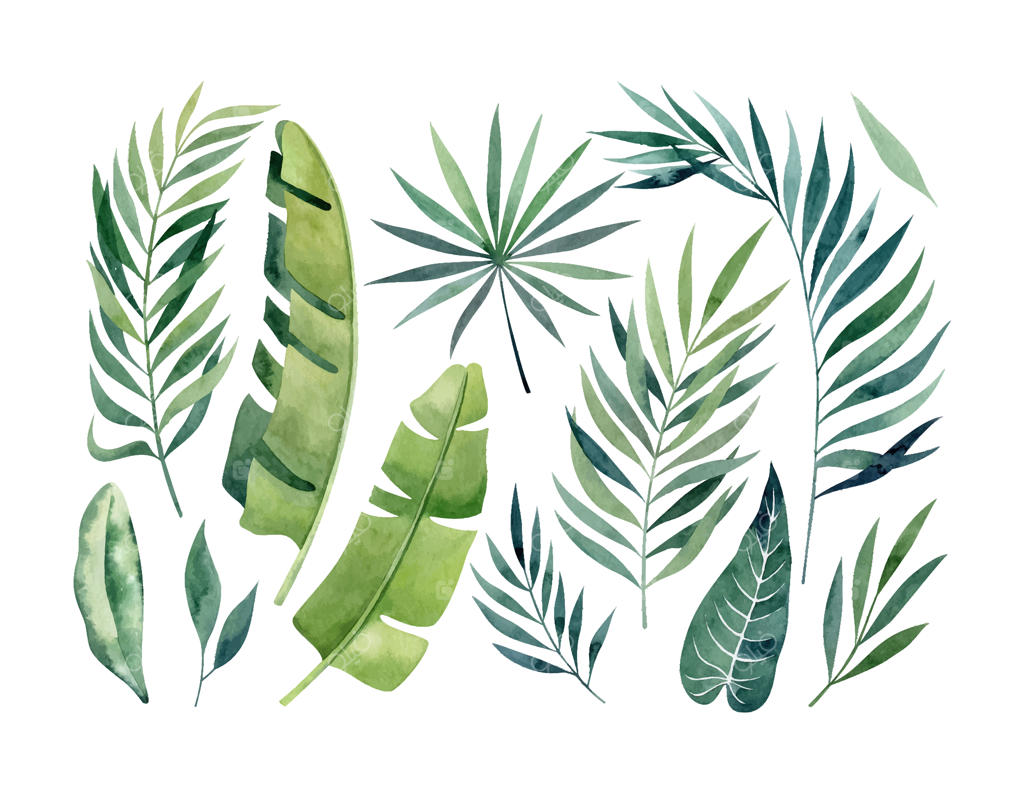 مجموعه کلیپ آرت وکتور برگ‌های گرمسیری آبرنگی با برگ‌های بلند موز و نخل و آلوکازیا