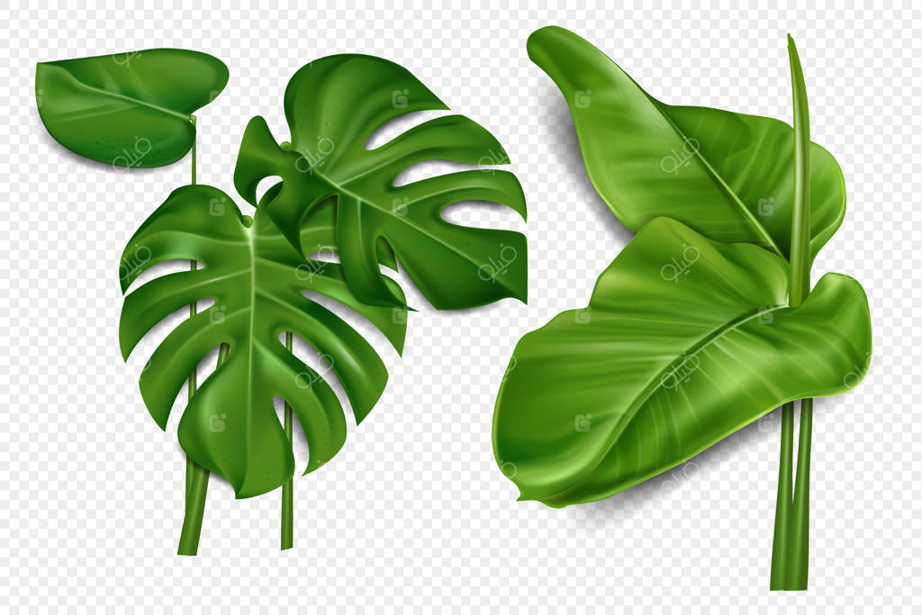 برگ‌ها و شاخه‌های نخل با زمینه شفاف