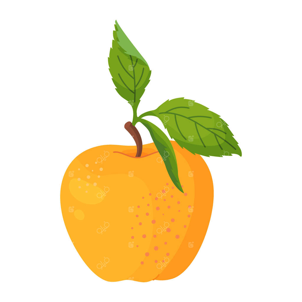 سیب زرد رسیده با برگ‌های سبز، میوه تازه باغ. تصویرسازی دستی مواد غذایی. میوه کامل با برگ سبز، سبک ساده و مجزا.