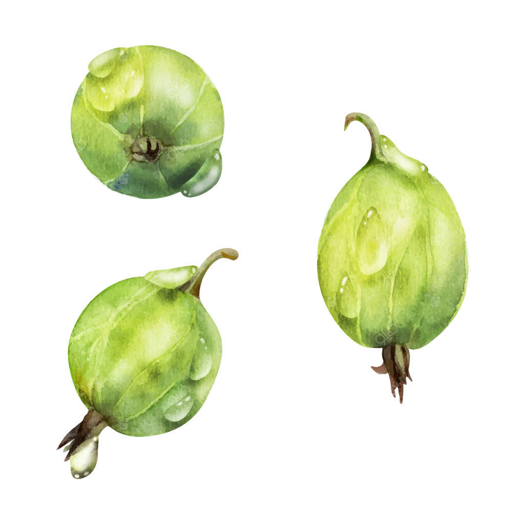 ميوه‌های انگور فرنگی، گواهی و قطرات شبنم کشیده شده با آبرنگ، توت‌های حساس در باغ، جُون‌بری و کاسِل. تصویر واقعی و نزدیک گیاهی. منوی بازار کشاورزی، غذای ارگانیک.