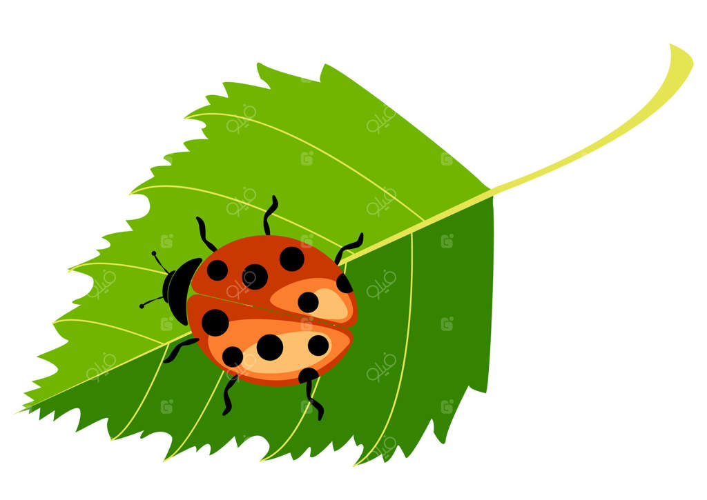 کفشدوزک روی برگ سبز در باغ آرام زیر آفتاب روزانه