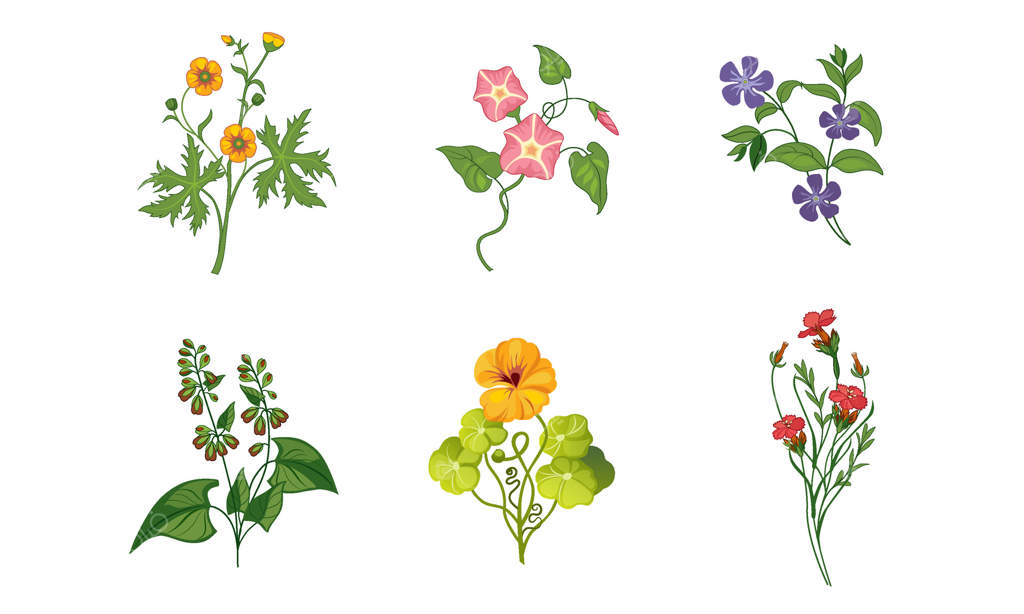 مجموعه‌ای از گل‌های باغ در حال شکوفه با برگ‌ها - عناصر تزئینی طبیعی و گلدار