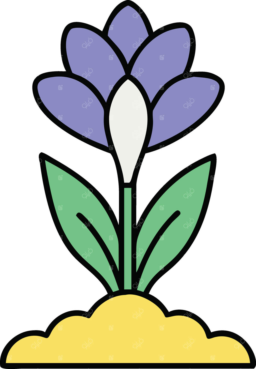 تصویر گل زعفران بنفش، شکوفایی بهاری، گیاه باغچه‌ای