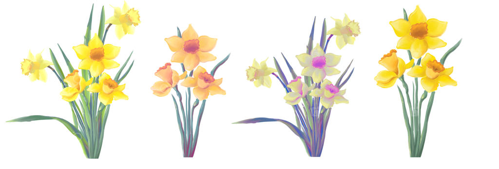 گل‌های نرگس زرد شکوفا - مجموعه گل‌های بهاری نرگس به صورت وکتور مجزا