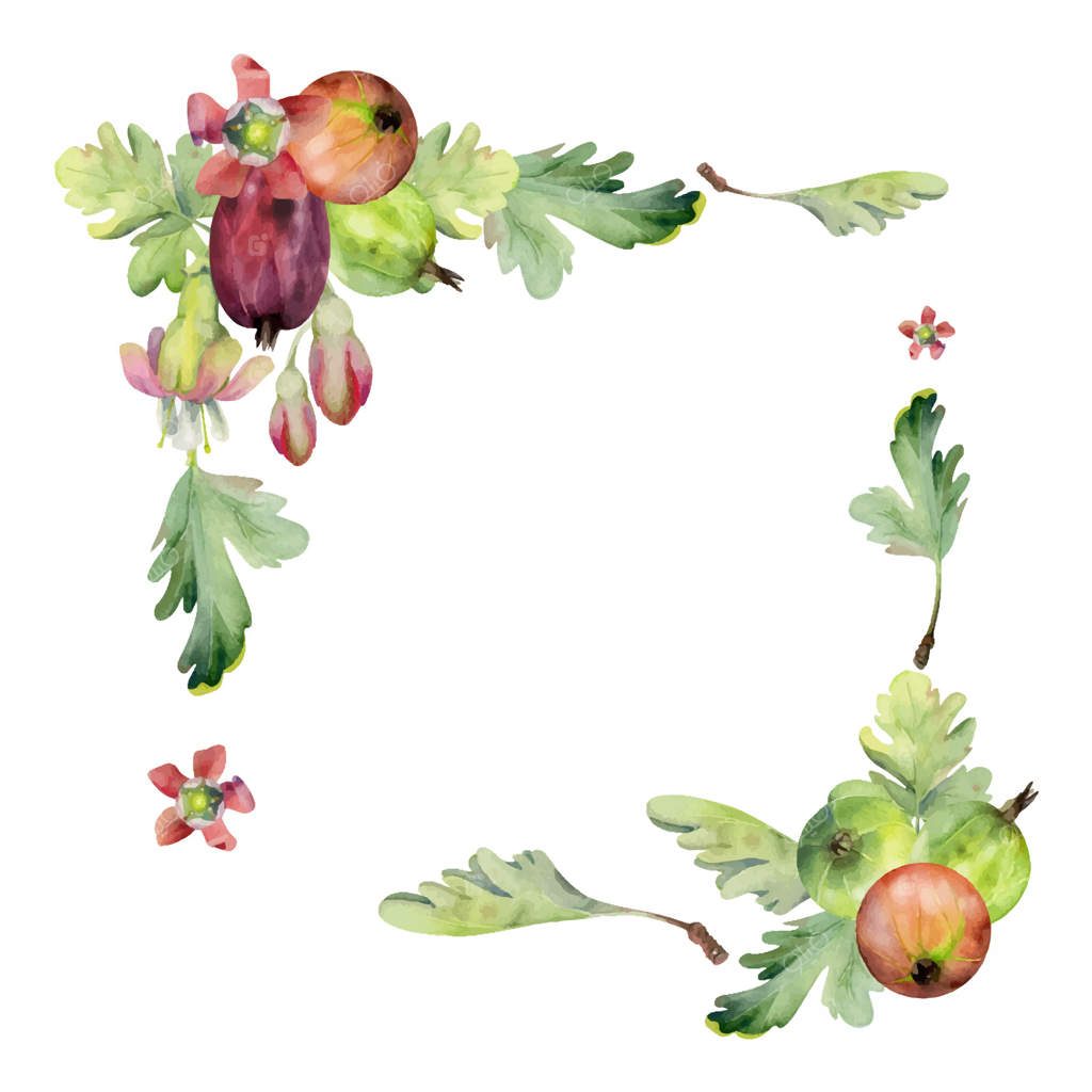 انگورفرنگی رسیده، توت‌های باغ، غنچه‌های گل زنگ و برگ‌ها با آبرنگ نقاشی شده‌اند. انگور سیاه، کاسیس، هاکلبری، جستابری. طراحی قاب مربعی گوشه‌ای. مناسب برای لوازم عروسی و مغازه گل‌فروشی.