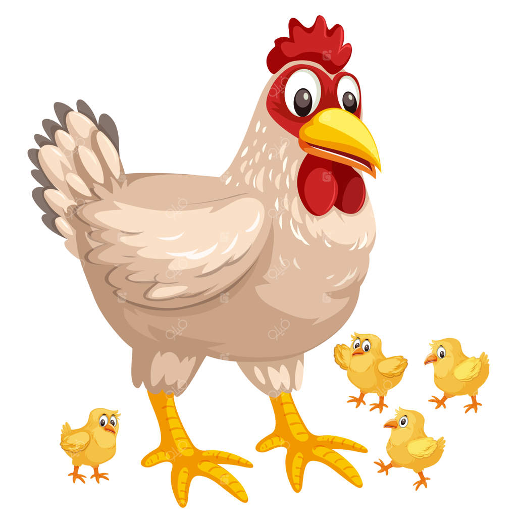 یک مرغ و جوجه