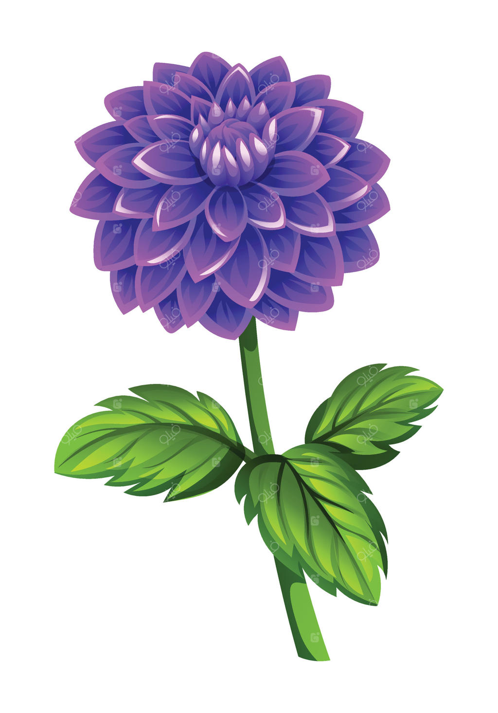 تصویر کارتونی گل کوکب بنفش در حال شکوفه با برگ‌ها