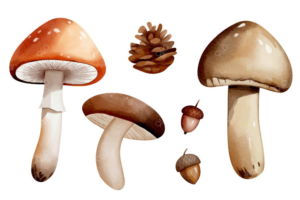 کاوش در قارچ‌های آبرنگ و عناصر طبیعی به صورت وکتور حرفه‌ای