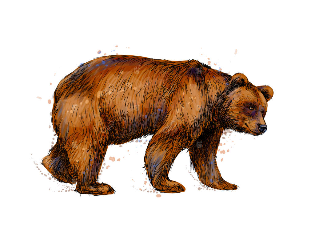 پرتره‌ای از یک خرس قهوه‌ای با پاشیدن آبرنگ، طراحی دستی و نقاشی