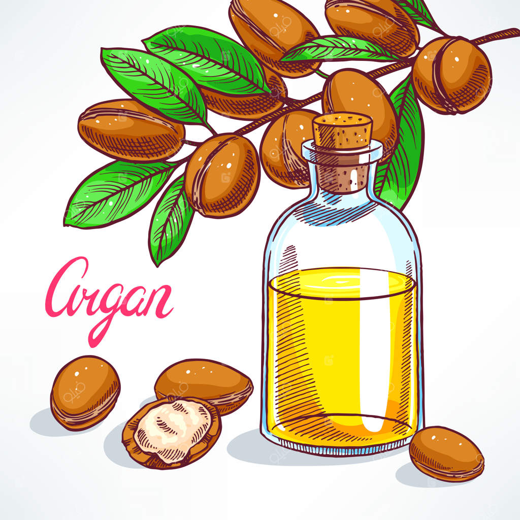 شاخه درخت آرگان با میوه‌ها و بطری روغن آرگان - طرح دست‌کشیده