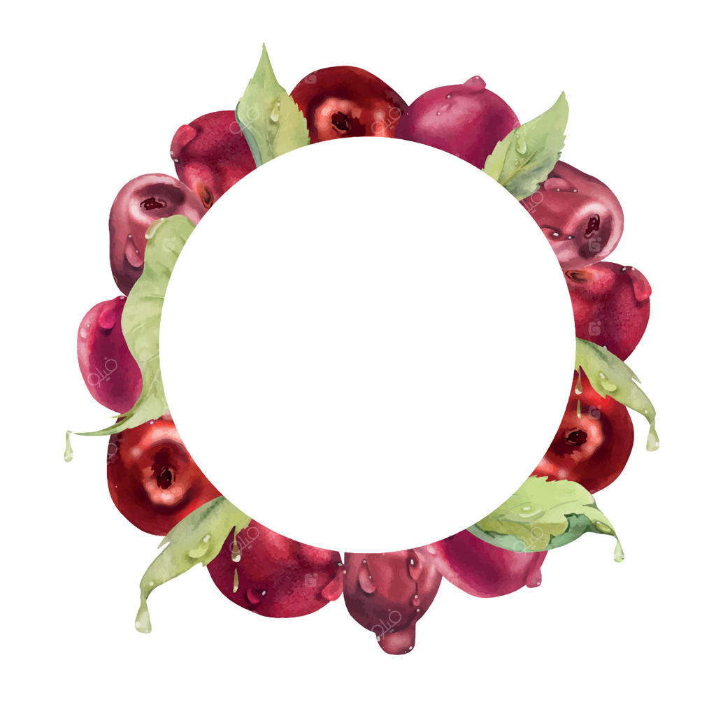 آلبالوی شیرین و ترش با برگ‌های سبز، نقاشی آبرنگی دستی، میوه باغی به صورت خوشه‌ای روی شاخه‌ها. طراحی دایره‌ای به شکل تاج گل برای منو رستوران، کافه، عروسی و بازار کشاورزان.