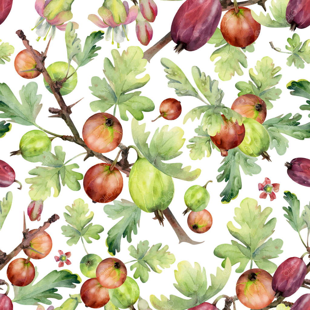 انگور فرنگی و برگ‌ها و شاخه‌های خاردار در باغ. پترن یکپارچه و رنگی با دست، برای نوشیدنی‌های دست‌ساز، خرید و بسته‌بندی، پس‌زمینه و کاغذ دیواری.