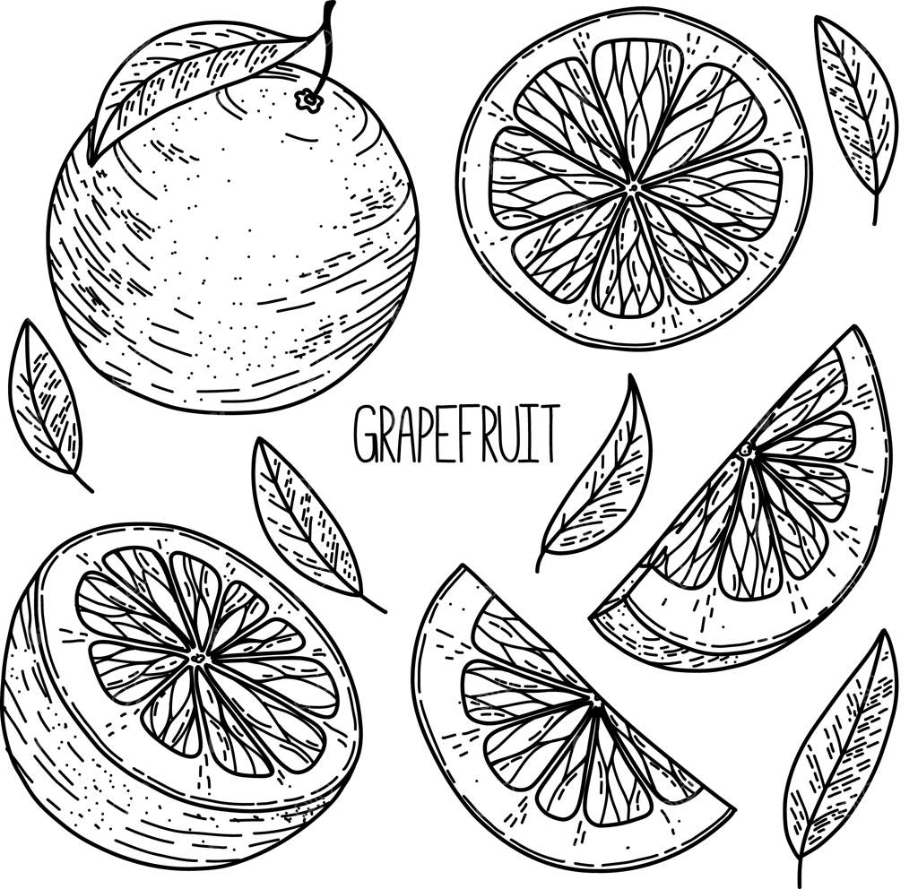 مجموعه طرح دستی گریپ‌فروت به سبک وکتور - تصویرسازی غذایی ارگانیک بر روی زمینه سفید