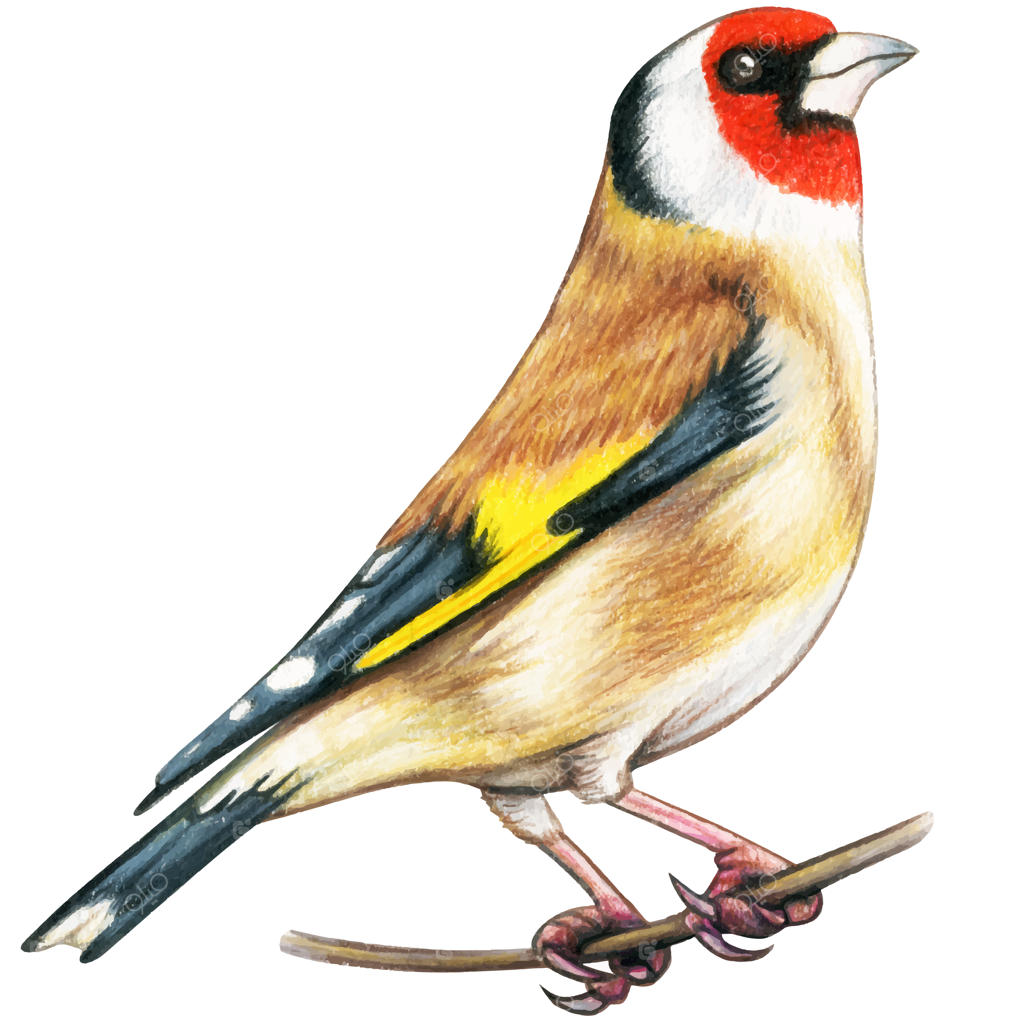 نقاشی دستی سِهرِه با آبرنگ و مداد رنگی