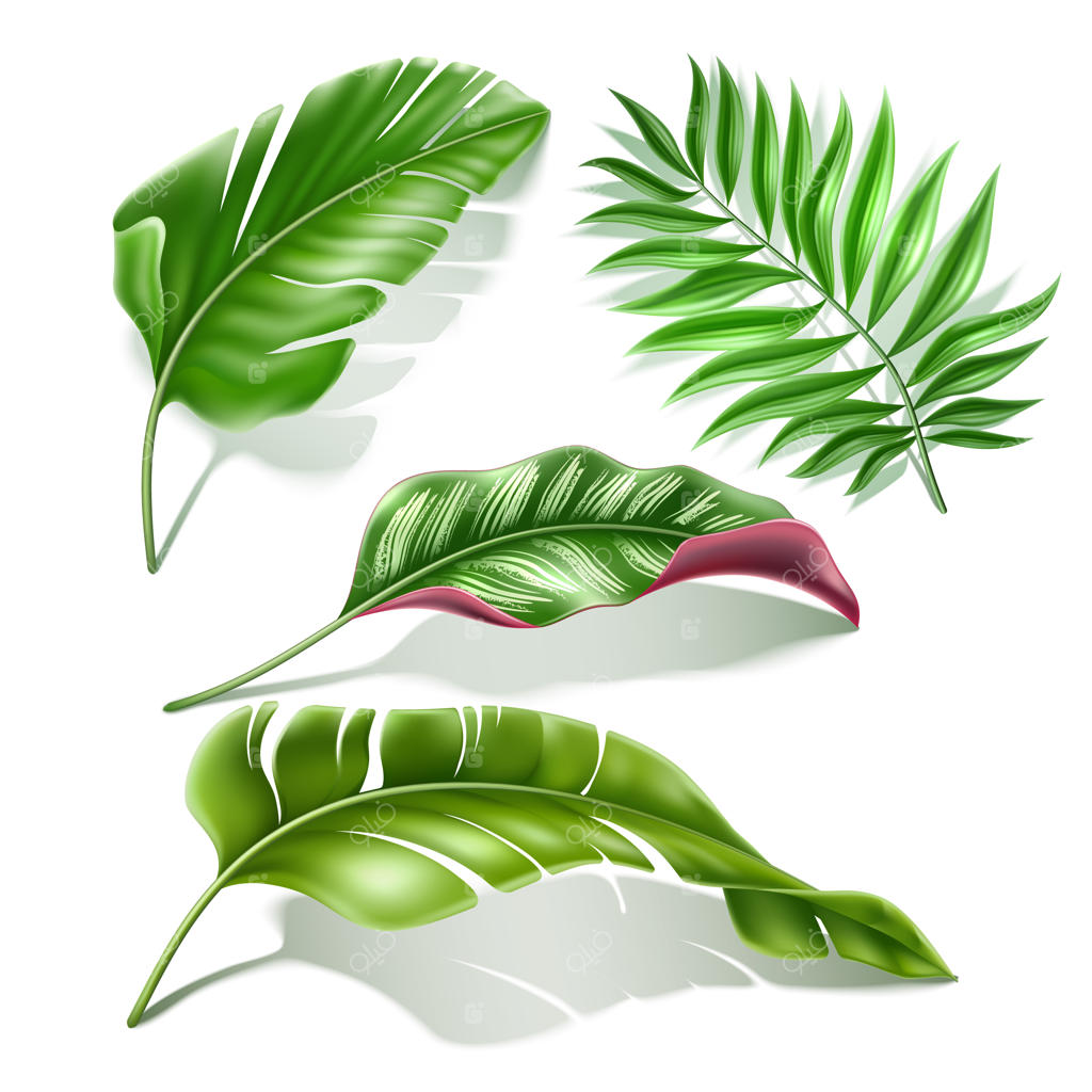 مجموعه‌ای از تصاویر واقعی برگ‌های استوایی