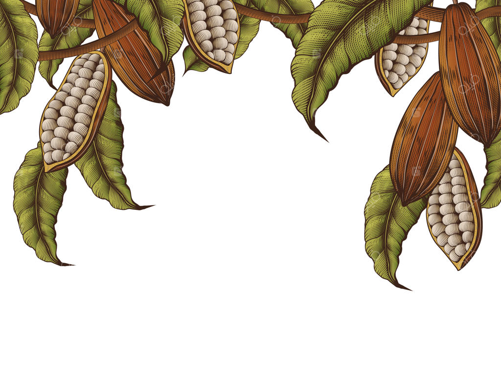 قاب تزیینی با گیاه کاکائو بر روی زمینه سفید به سبک حکاکی