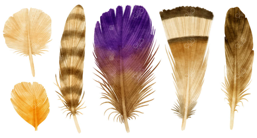 تصویرسازی آبرنگی پرهای رنگارنگ زیبا برای عنصر تزیینی