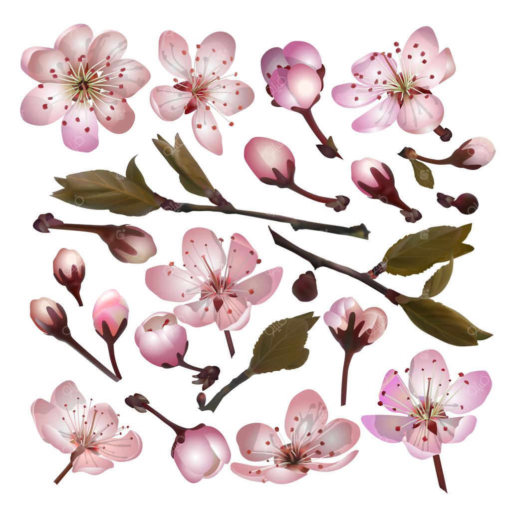 مجموعه گل‌های شکوفه ساکورا و برگ‌ها بر روی پس‌زمینه سفید برای کارت تبریک بهاری، بنر، والپیپر یا پوستر. تصویر وکتور