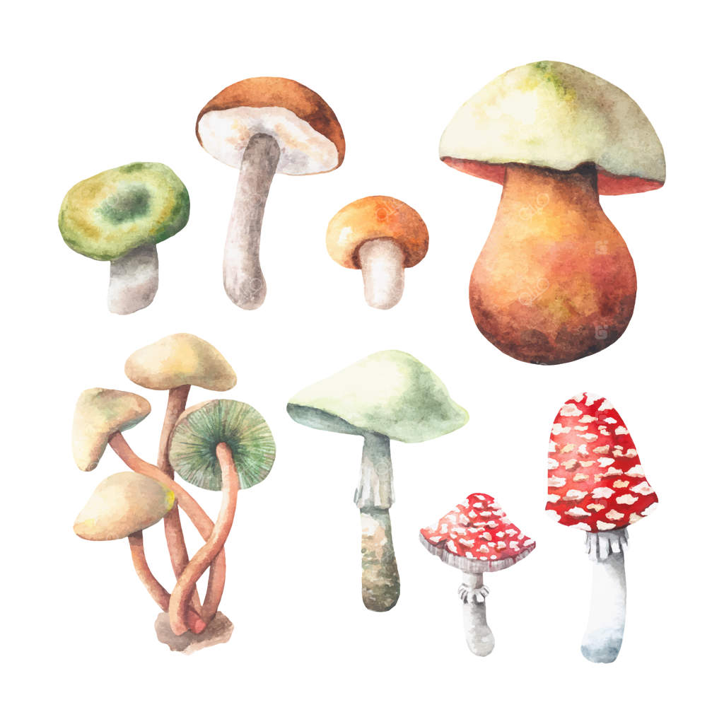 مجموعه قارچ‌های آبرنگی