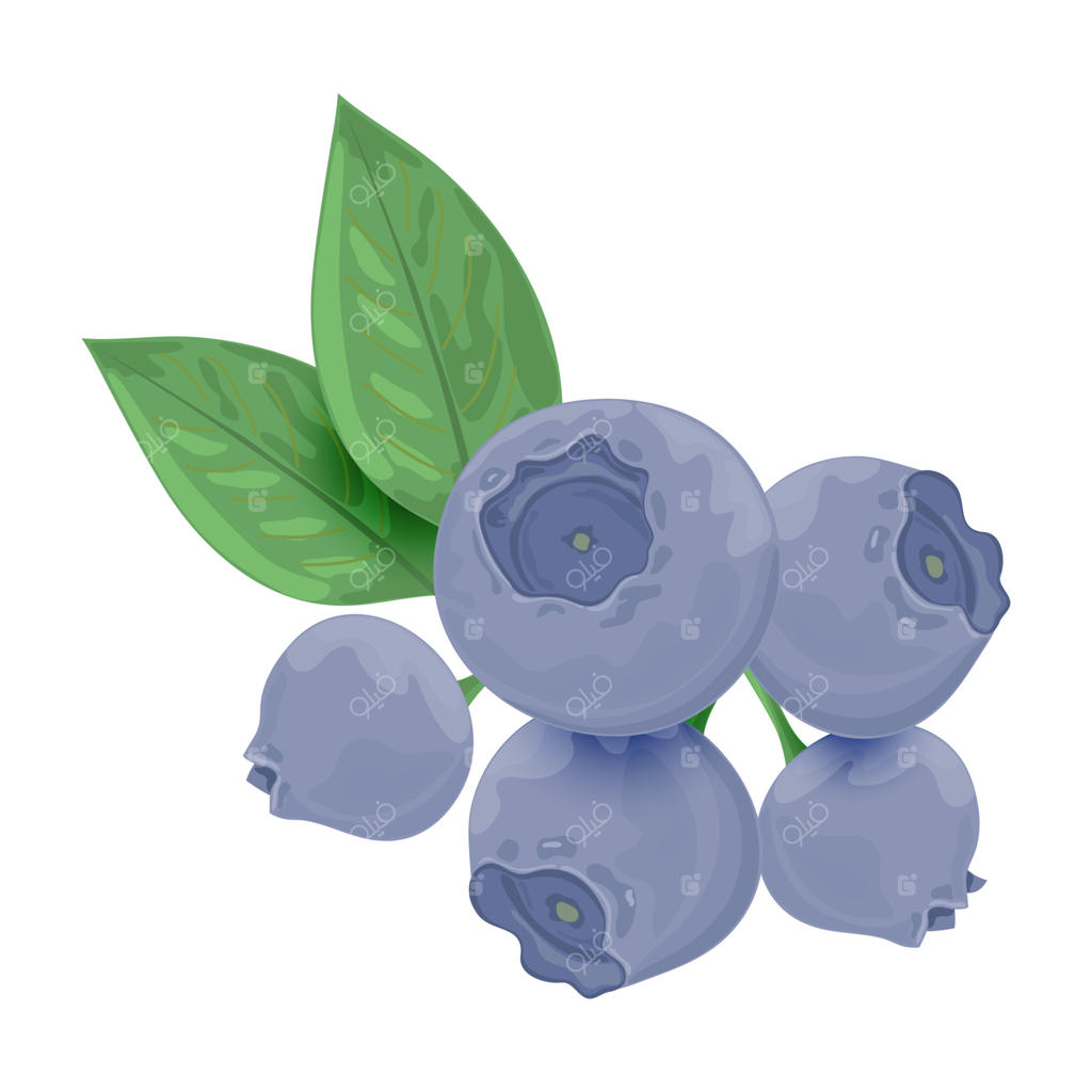 شاخه‌ای از بلوبری تازه: بلوبری با برگ‌های سبز در پس‌زمینه سفید. تصویر وکتور.