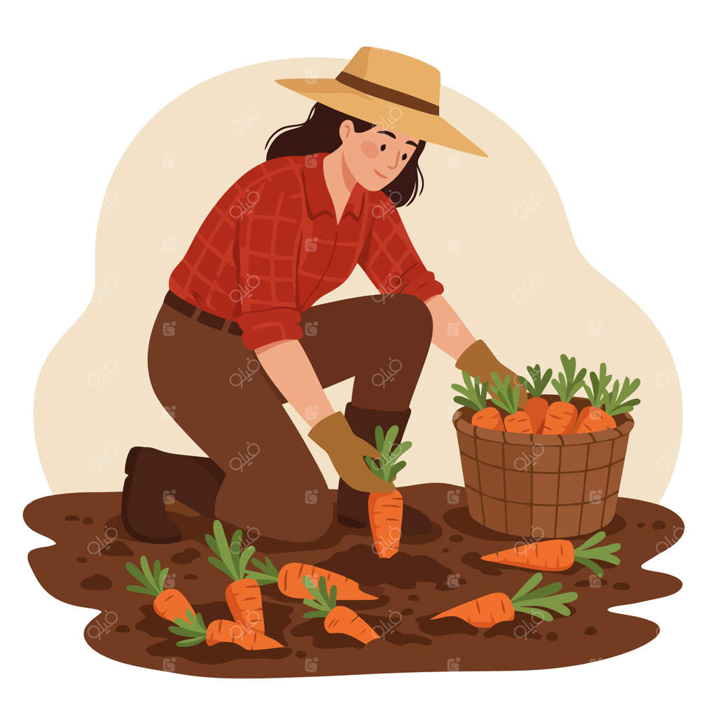زن در حال برداشت هویج در باغ با سبدی پر از سبزیجات تازه