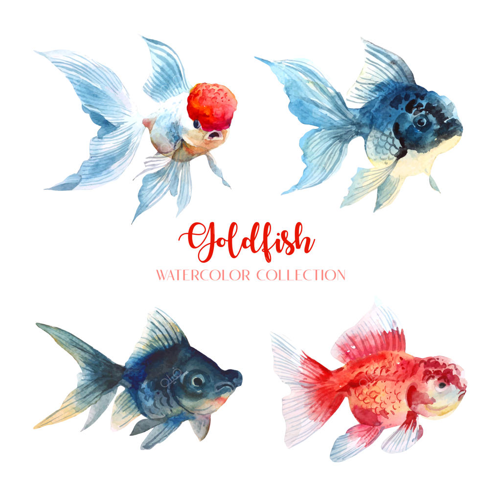 مجموعه آبرنگ ماهی‌های قرمز.