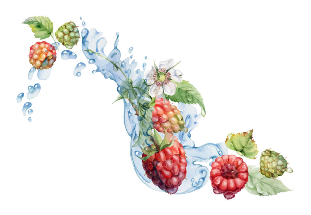 تمشک های رسیده در باغ، پاشش آب در کنار برگ‌ها و گل‌ها، قطرات شبنم تازه، انواع توت‌های شبنم، کلودبری، شاه‌توت و لوگان‌بری. تصویر جداگانه نقاشی شده با دست به آبرنگ. نوشیدنی‌ها و مواد غذایی.